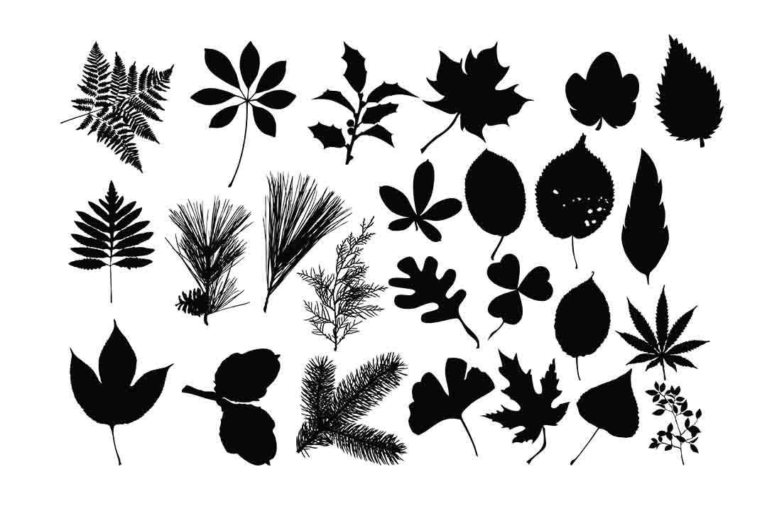 Leaves Silhouette Graphics for Crafts and Digital Products